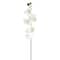 Phaleanopsis Orchid by Ashland®